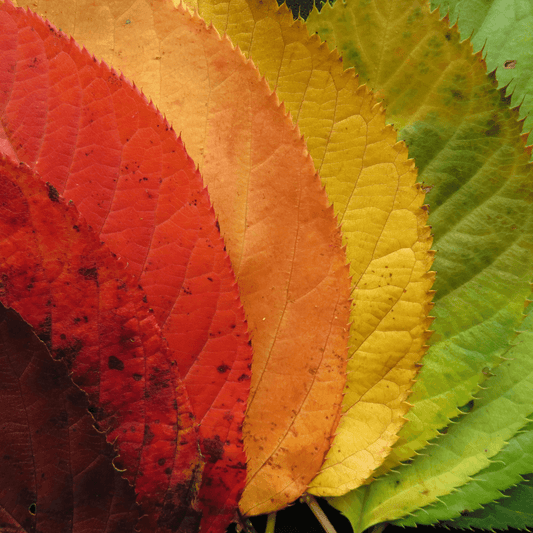 Decorating Your Home With Autumn Colours - Salads Nibbles & More